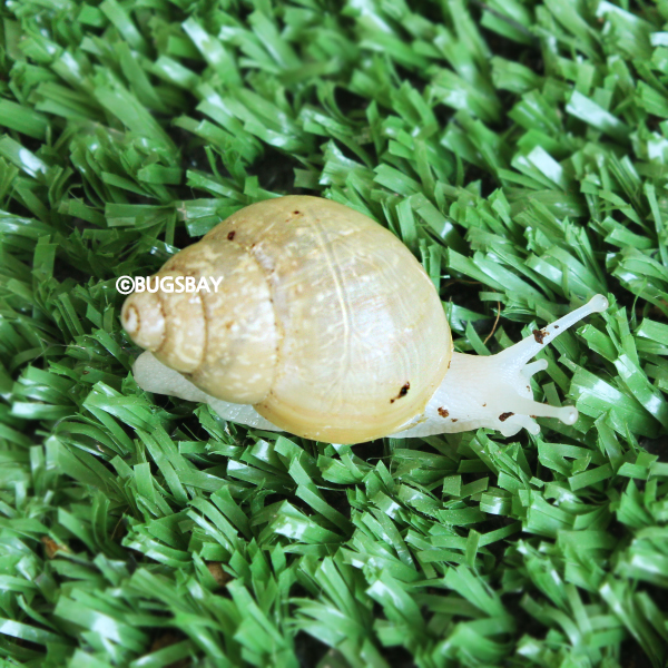 금와 달팽이 키우기 소형 ( 2 ~ 4.5cm) 보온포장 : 벅스베이