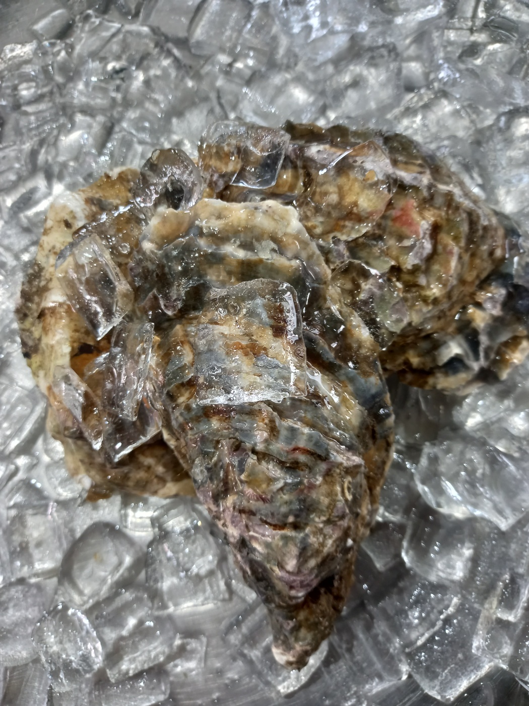 삼배체 각굴 1KG (3~5미내외) : 제이엔제이파트너스