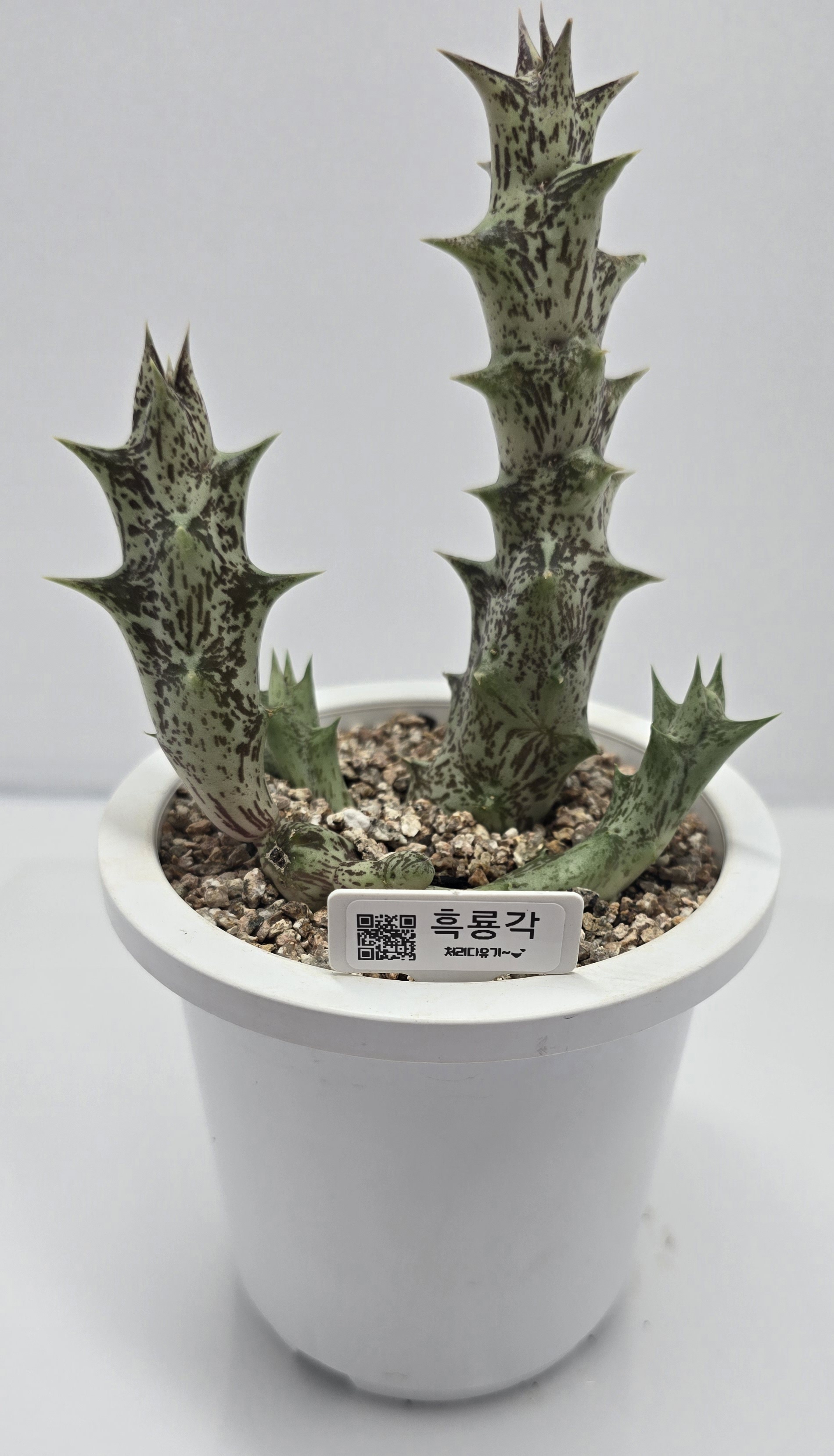 처리다유기-흑룡각,다육이,금다육이,선물다육,반려식물 : 처리다유기