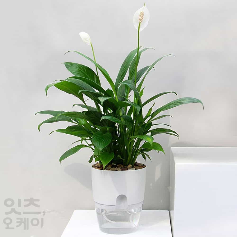 Itsok 원형 자동급수 화분 화이트 8.5x11.5cm 가정용스마트팜 식물자동급수기 : ITSOK