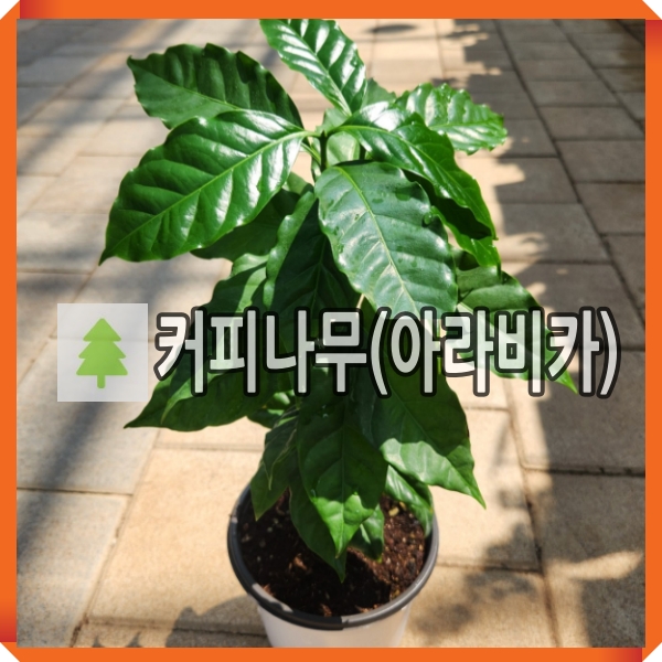 커피나무 묘목 아라비카 15cm포트묘 : 경동농원