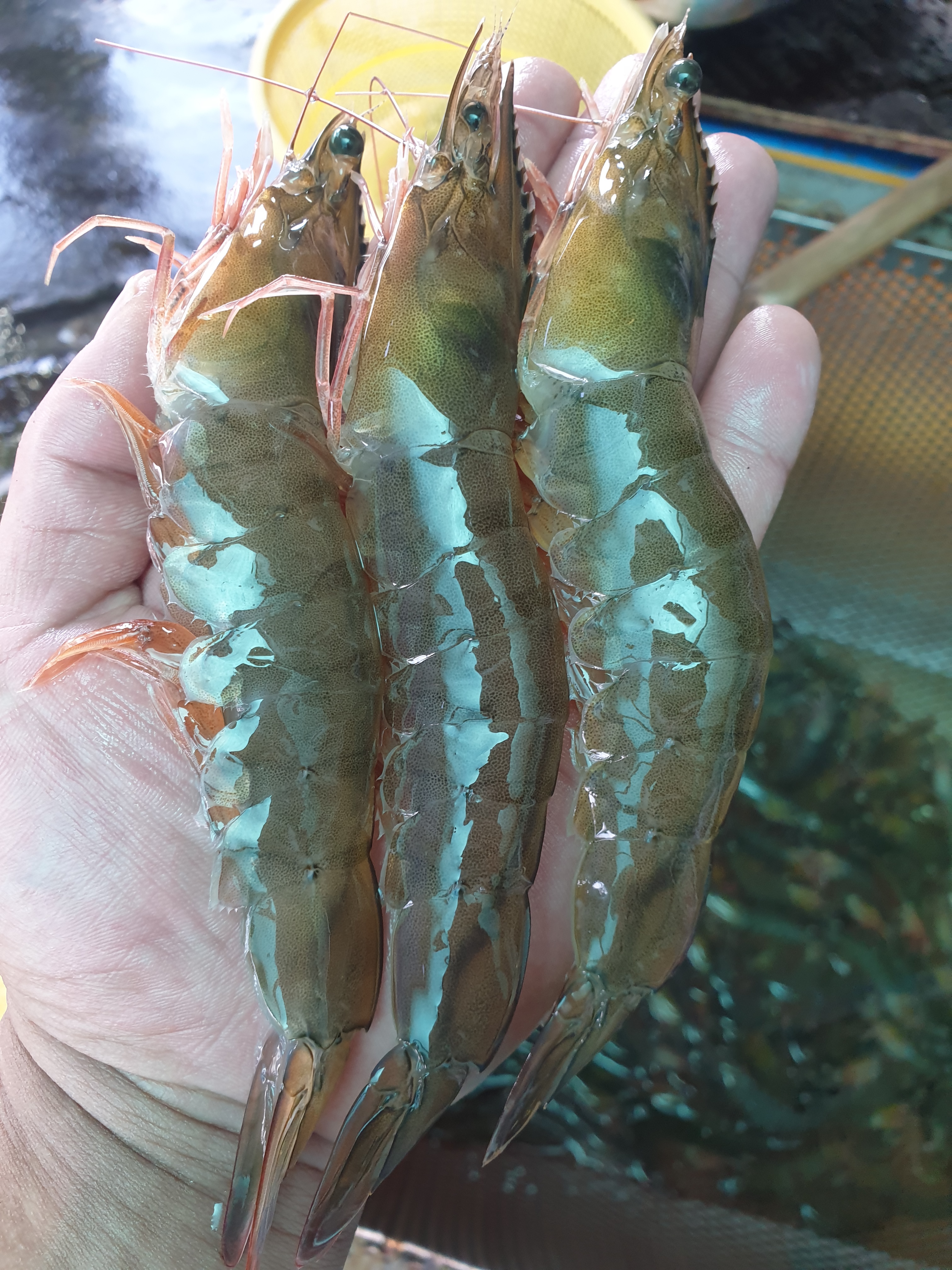 제철 활 흰다리 새우1kg(27미내외) 국내산 생산자 직송 특판 소금구이 대하 : 목포 딸바보 생선가게