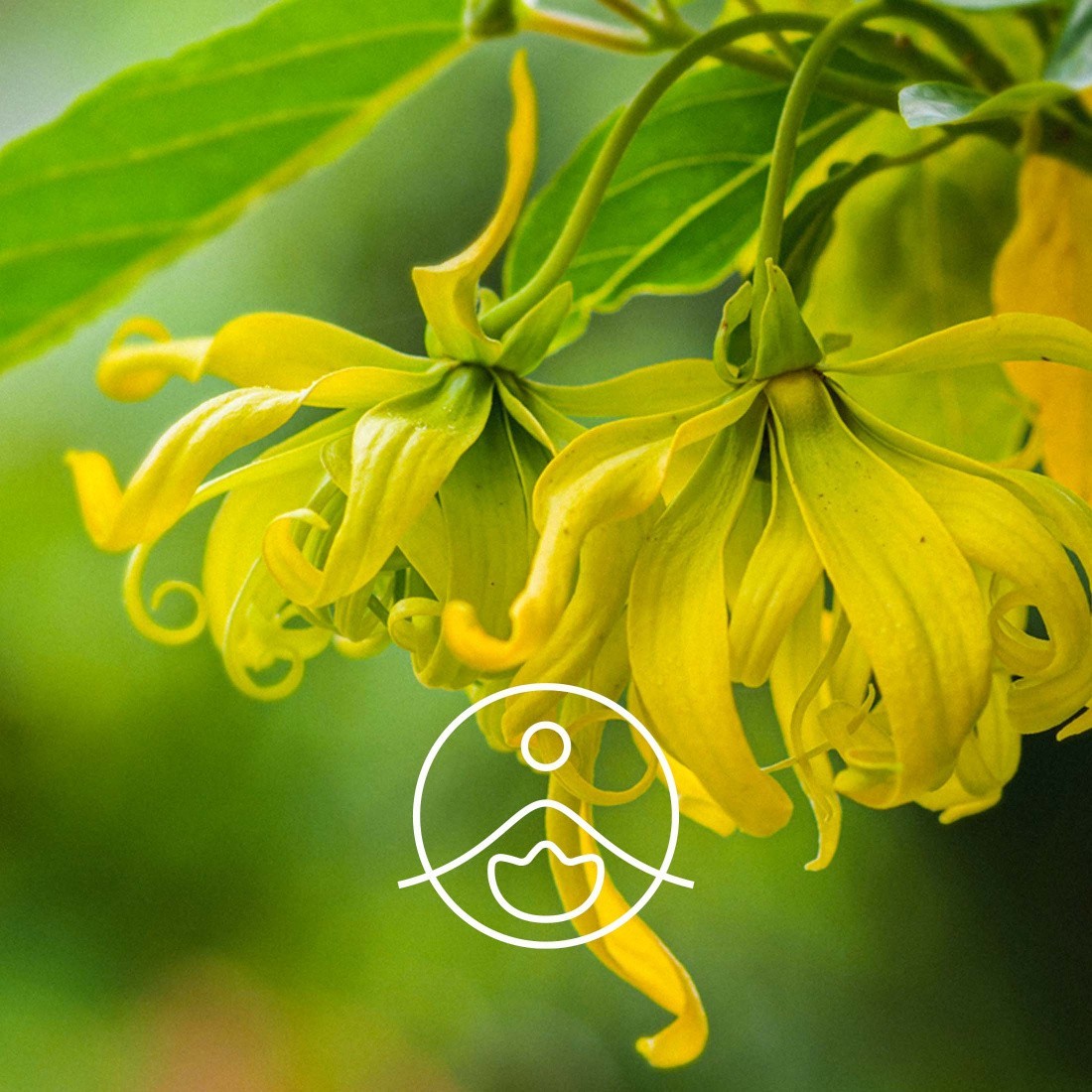 플로리하나 에센셜오일 일랑일랑 컴플리트 (Ylang ylang complete) 5g : 지니 랩