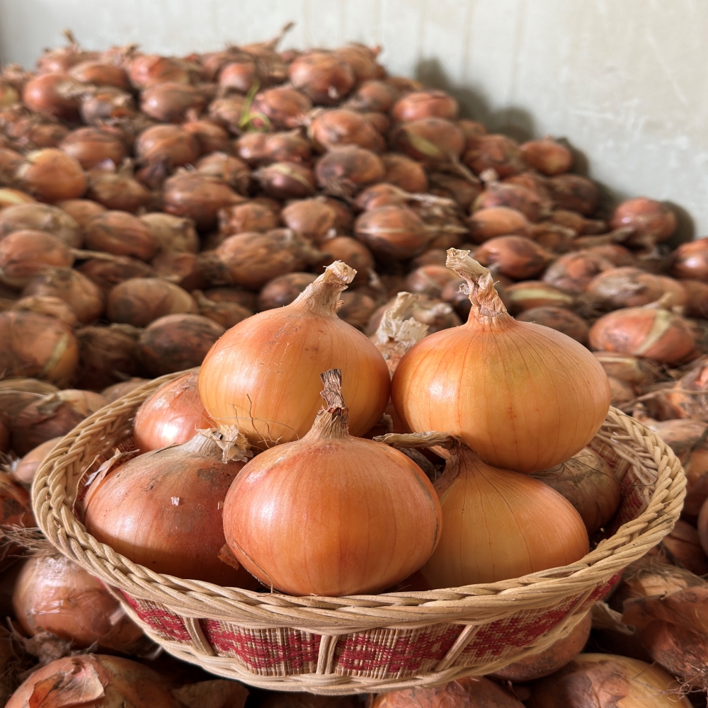 필창농산 산지직송 25년 안동 햇 양파 조생종양파 3kg 5kg : 필창농산영농조합법인