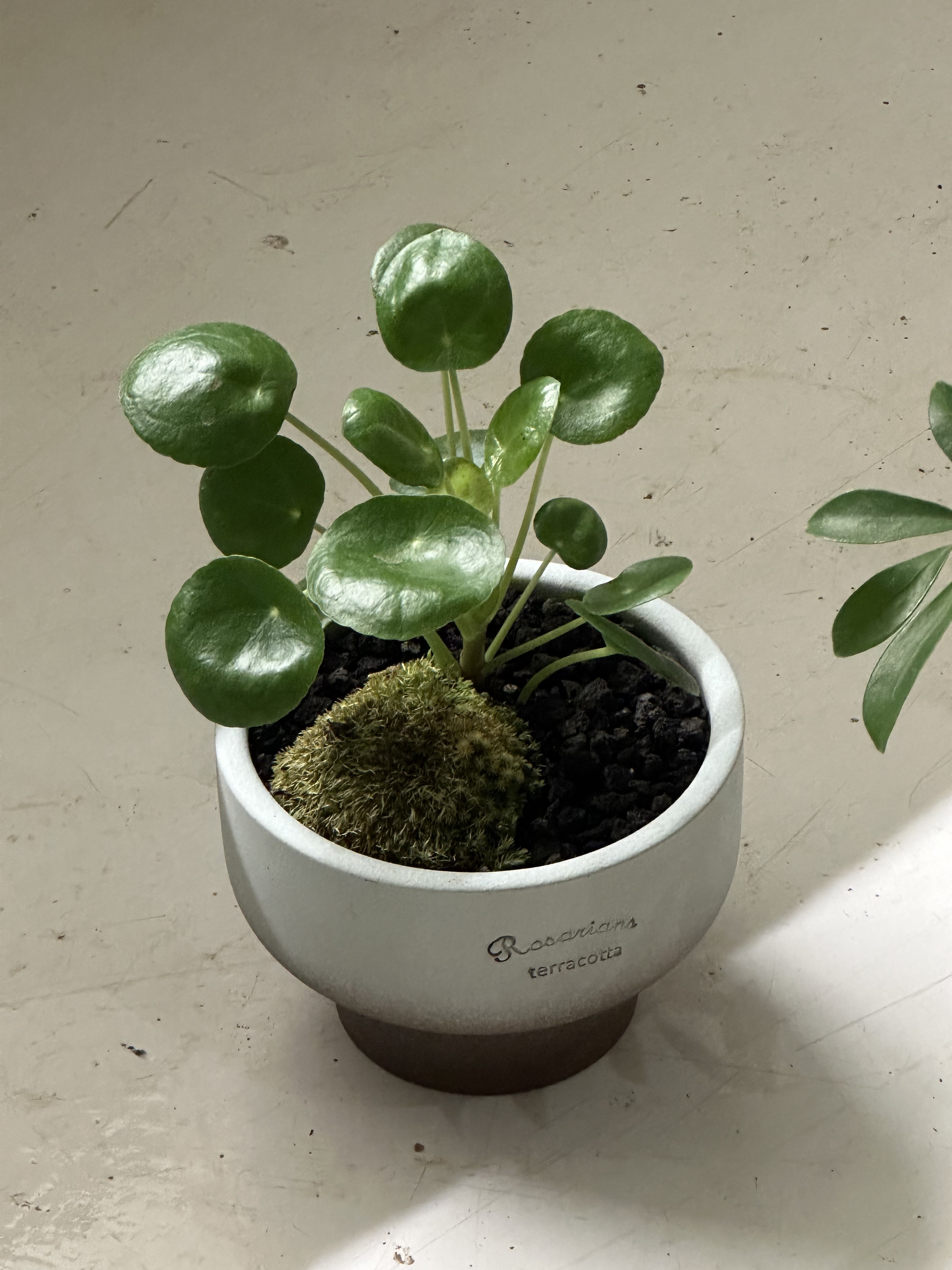 필레아페페 : deep garden