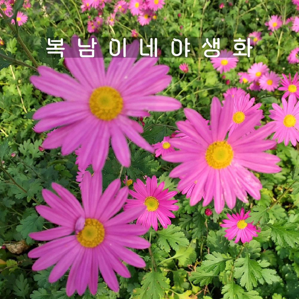 진분홍 구절초 [4포트 복남이네야생화 모종 국화] : 복남이네야생화