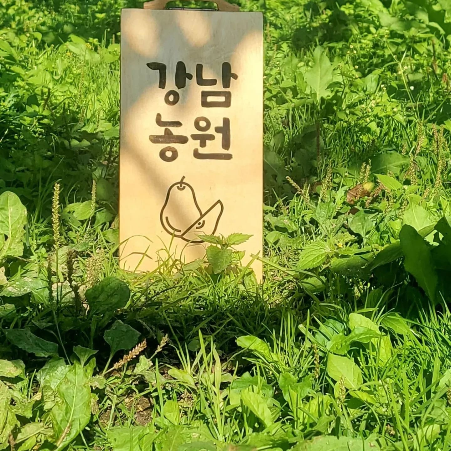 갈아먹는배 15kg(배즙용 ,소스용, 김치용, 가공용) : 천안강남농원