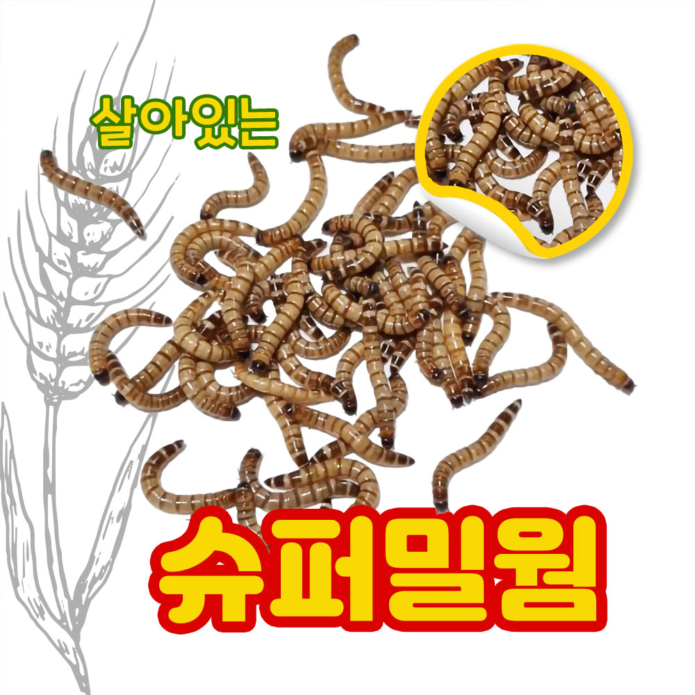 자연마켓 슈퍼밀웜 100마리 : 여주자연마켓