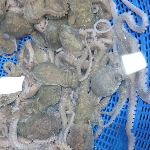 무안 산낙지 (국산 아니면 취급 안해요!! 여름철 활력 충전! 기력 회복!! 낙지 만한게 없습니다!!!) : 목포충무수산