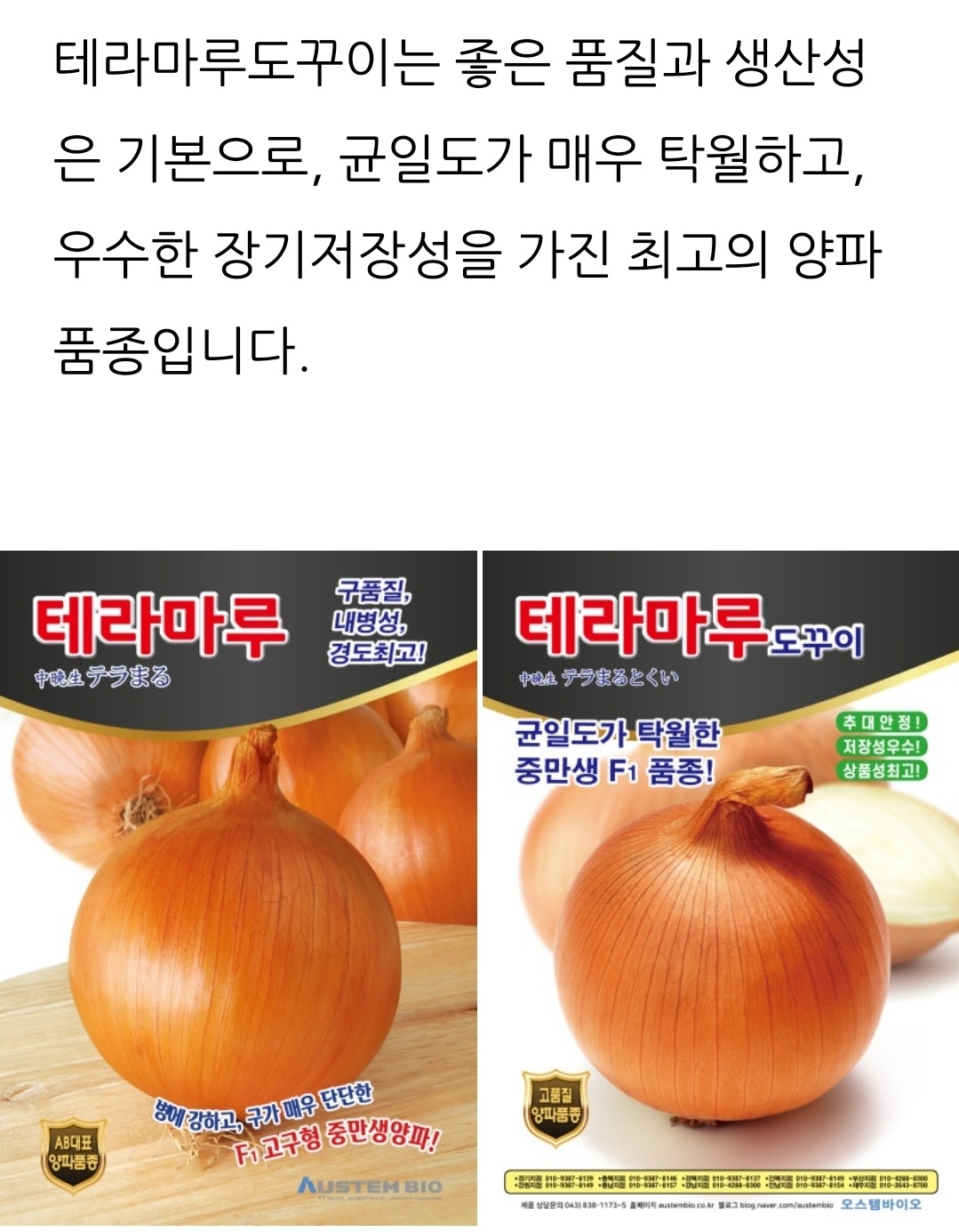 오스템바이오 테라마루 도꾸이 양파100g 저장성 중조생 : 농사의신 씨앗백화점