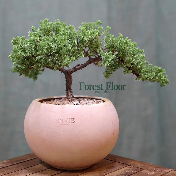 [단품] 눈향나무 눈좀향 침엽수 토분 인테리어식물 인테리어화분 : Forest Floor