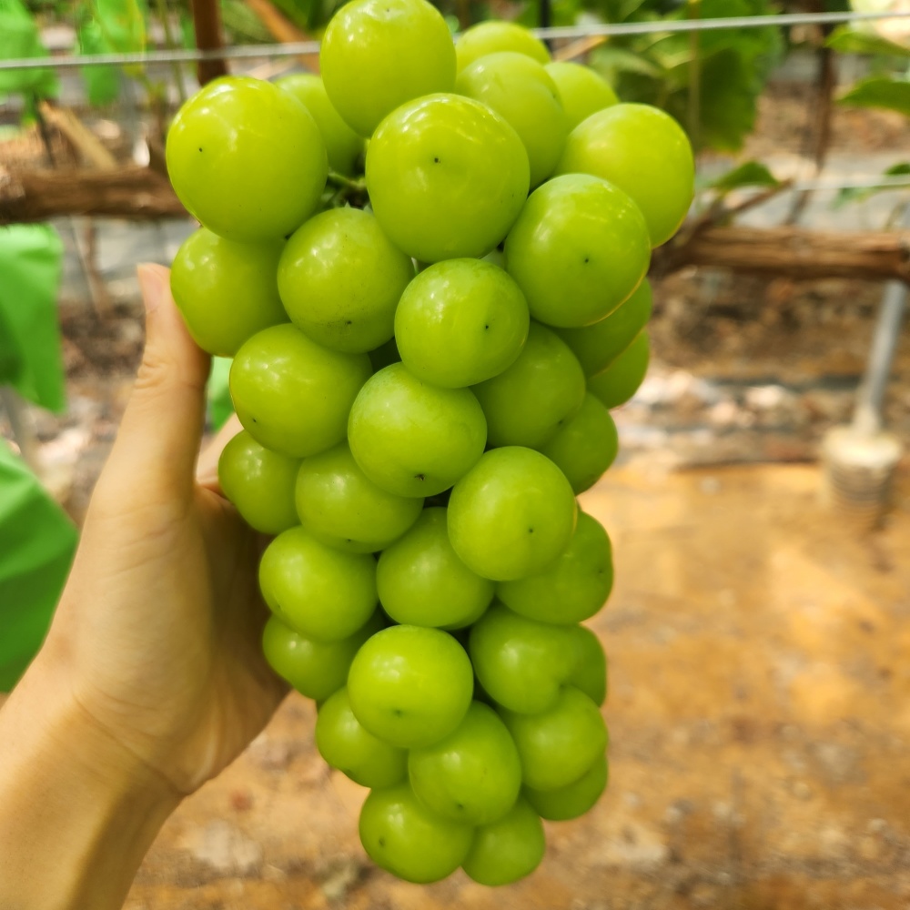산지직송 샤인머스켓 고당도 프리미엄 선물 2kg : 바다베개