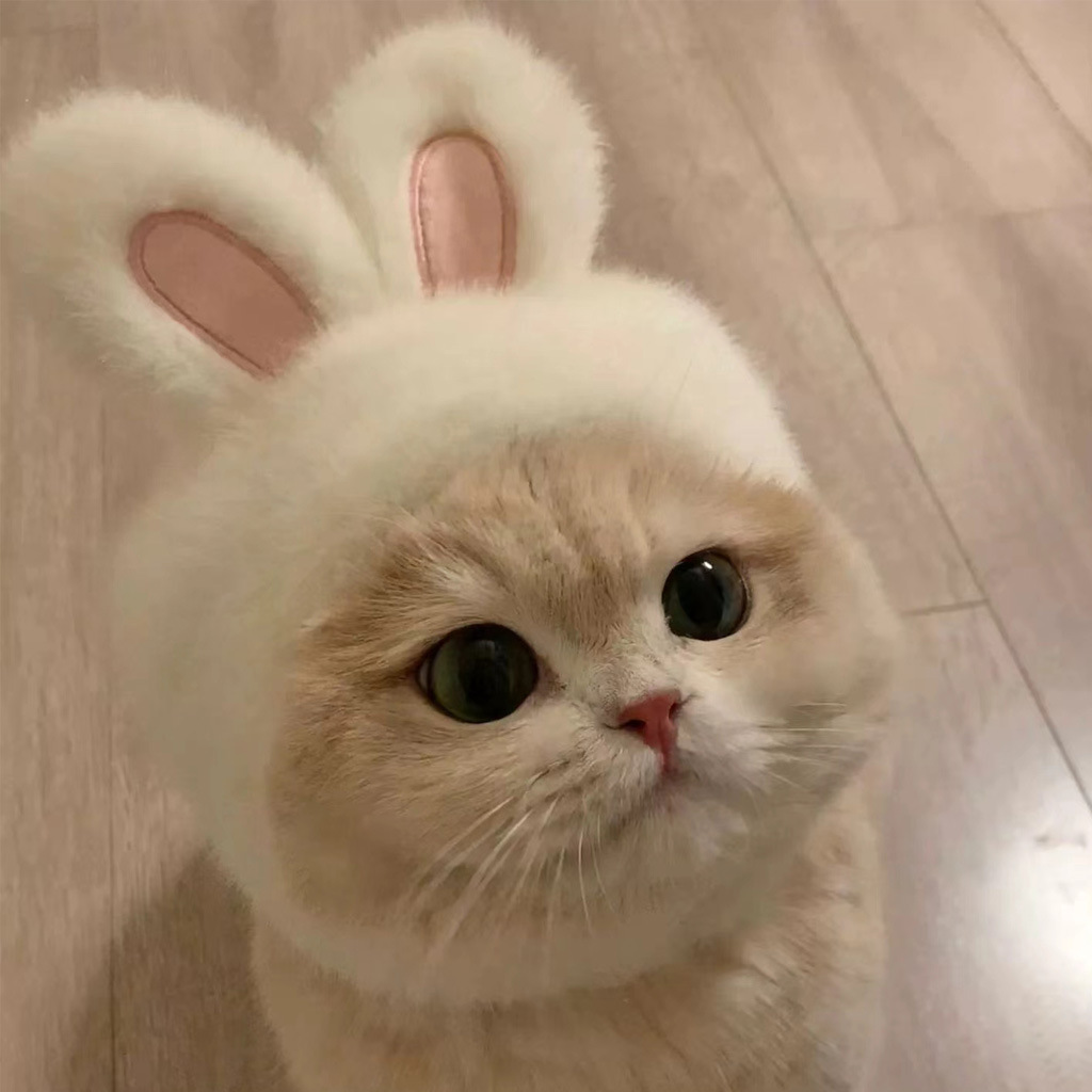 강아지 고양이 코스튬 가발 반려동물 사진촬영 소품 : 묘한 멍이