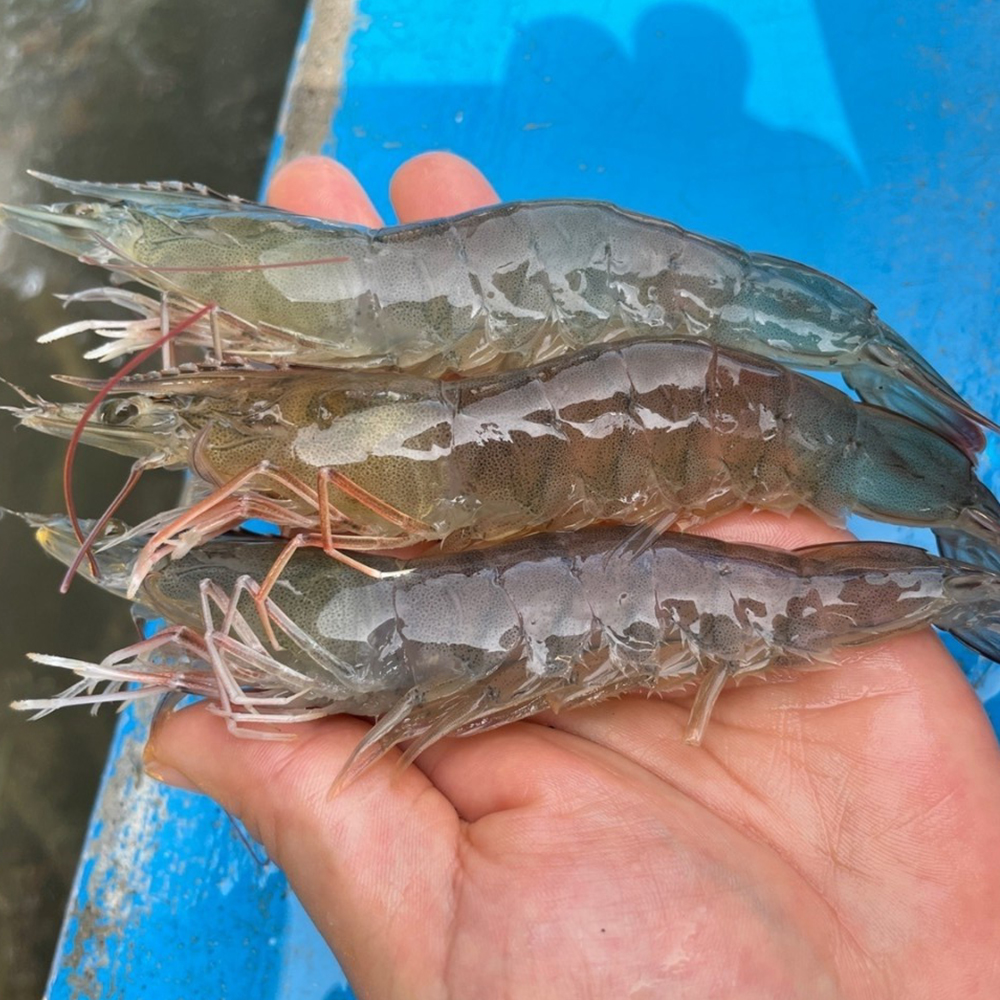 24년 첫 출하 제철 활 대하 왕새우 특품1kg (27미~28미) : 오늘  바다