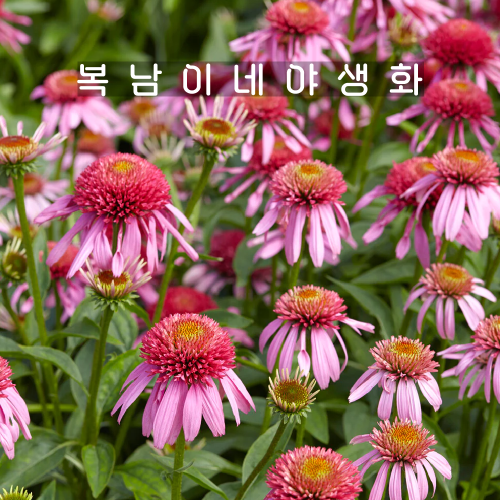 겹에키네시아 버블검 [1포트 복남이네야생화 모종 핑크 에키나세아 echinacea] : 복남이네야생화