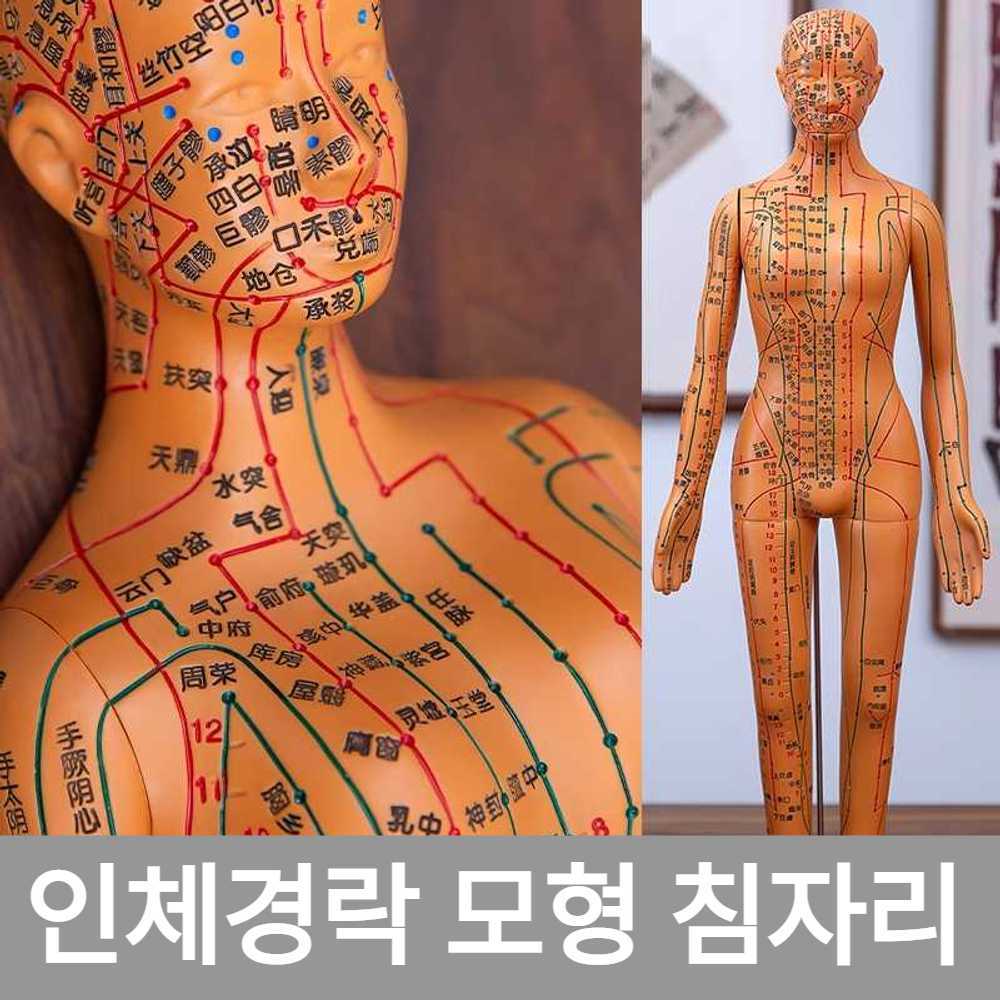 인체경락 모형 침자리 하드 1.브라운남성다이몰드40CM(사진참조) : 바다봄마켓