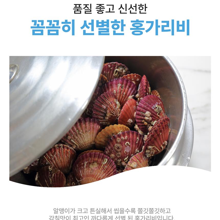 홍가리비 통영 당일조업 산지직송 무료배송 제철 비단 홍가리비 : 아용상점