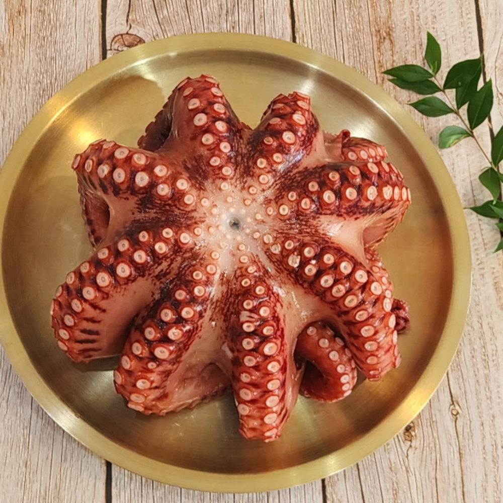 돌문어 1.3kg급 자숙 후 800g 1kg 대왕 문어 한마리 : 바다베개