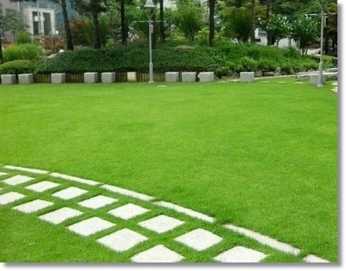 국산 천연 금잔디 금잔듸 판매 정원 전원주택 조경 롤 잔디 14장(1평) : 에데닉샵