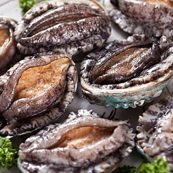 바다참전복 완도직송 활 참전복 중/소 1.5kg(20-24미) 산소포장 : 예찬닷컴