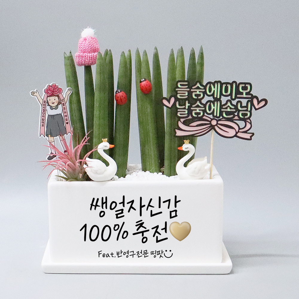 자유문구제작 메세지화분 미용실개업선물 네일 뷰티 에스테틱 공기정화식물 스투키 : 띵팟