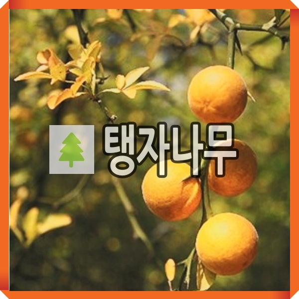 탱자나무 묘목 실생2년 8주묶음 : 경동농원