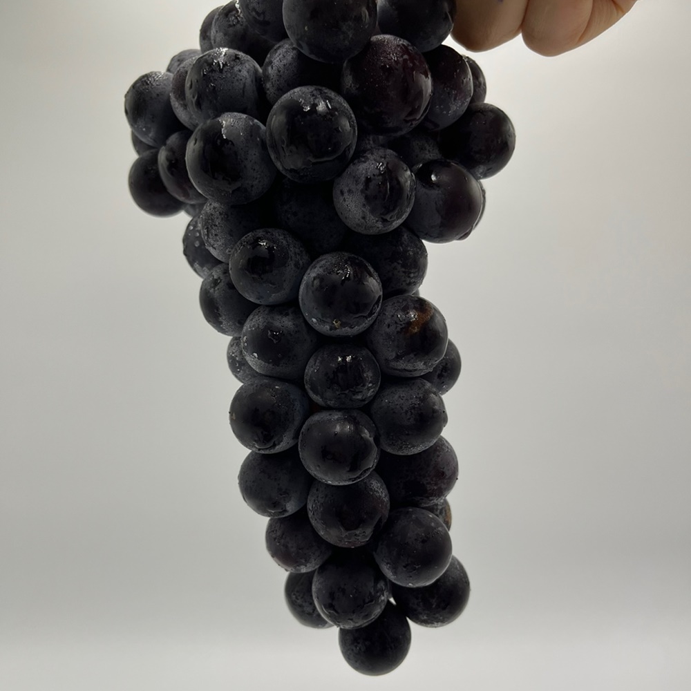 고당도 제철 캠벨 켐벨포도 1kg 2kg 특등급 상주 김천 추석 선물세트 : 푸드 대장