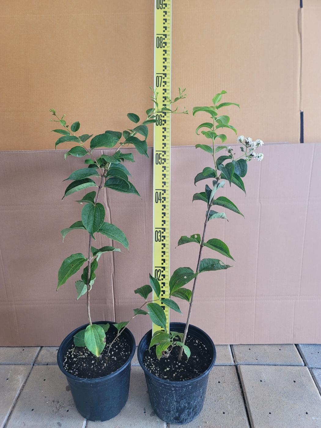 칠자화 2년생 묘목, 직경 17cm 화분 : 미래나무농장