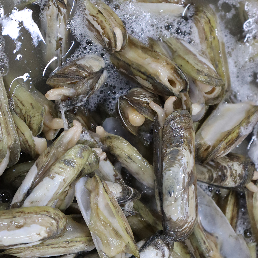 [광양시 배달] 쫄깃한 식감의 짭조름한 맛조개 1kg [중마 쌍둥이네수산] : 동네시장 장보기
