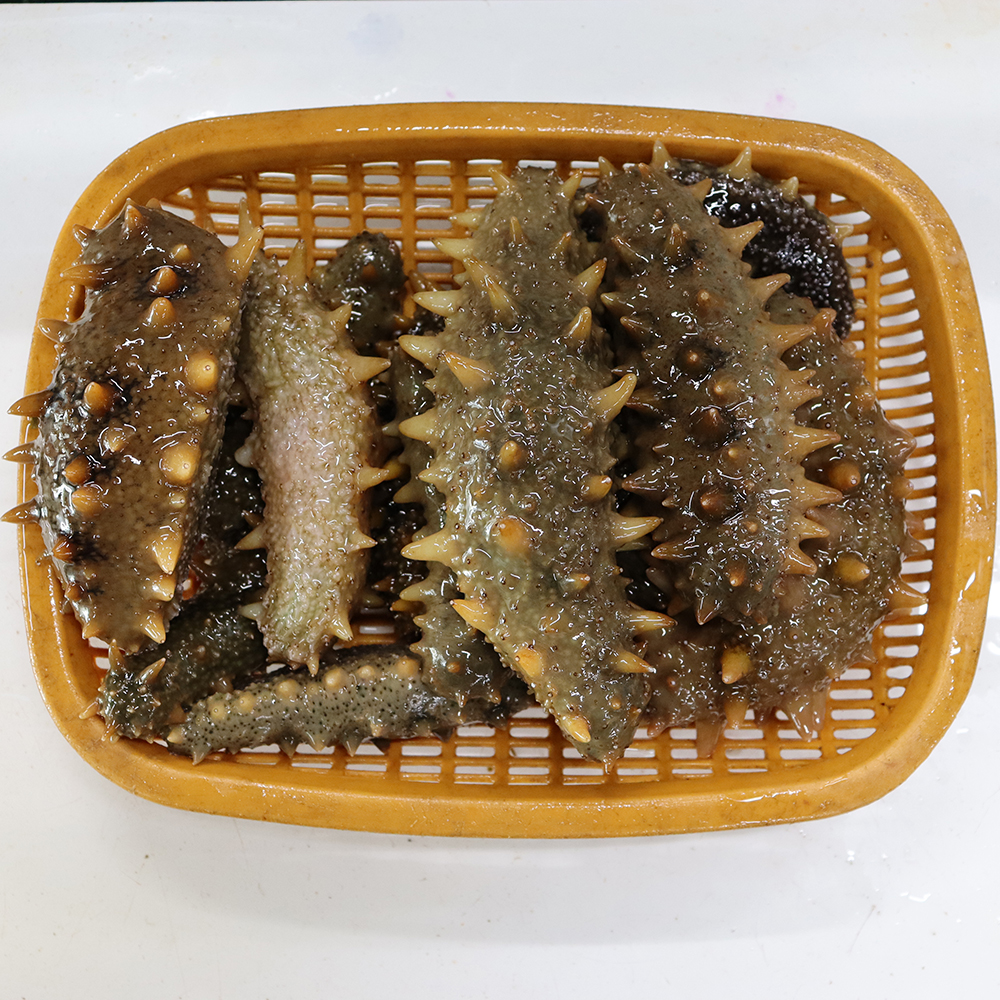[광양시 배달] 바다내음을 가득 품은 꼬독한 식감 해삼 1kg [중마 쌍둥이네수산] : 동네시장 장보기