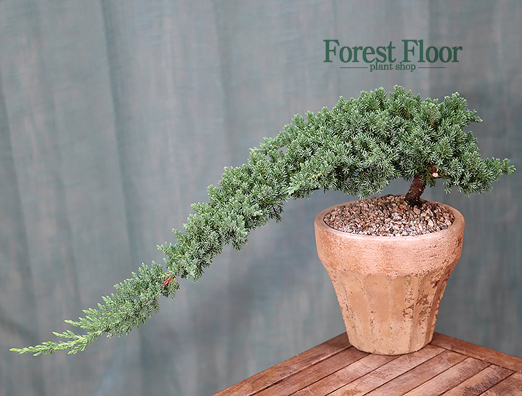[단품] 눈향나무 눈좀향 침엽수 빈티지 토분 인테리어식물 인테리어화분 : Forest Floor