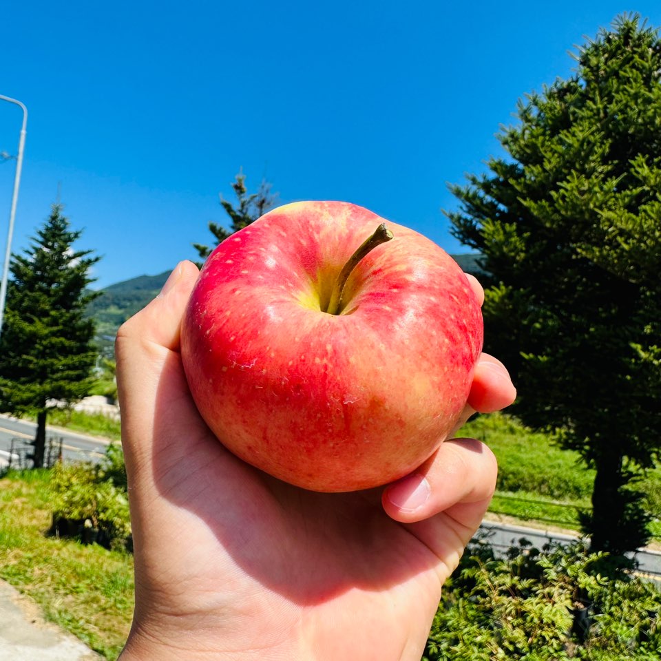 시나노골드 부사 문경감홍사과 홍옥사과 양광 홍로5kg 밀양얼음골 거창 청송 영주 : 달달하지
