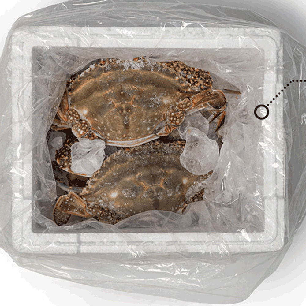 산지직송 서해안 알베기 생물 활 암꽃게 1kg 꽃게 알베기 100% 없으면 환불 : 해남형제