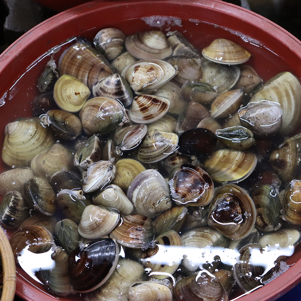 [광양시 배달] 자연의 짭잘함 백합 大 1kg [중마 사계절수산] : 동네시장 장보기