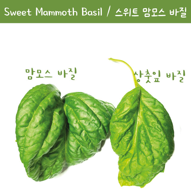 스위트 맘모스 러플드 바질 Sweet Mammoth Ruffled 바질 키우기세트 교육용 체험용 : 나만아는