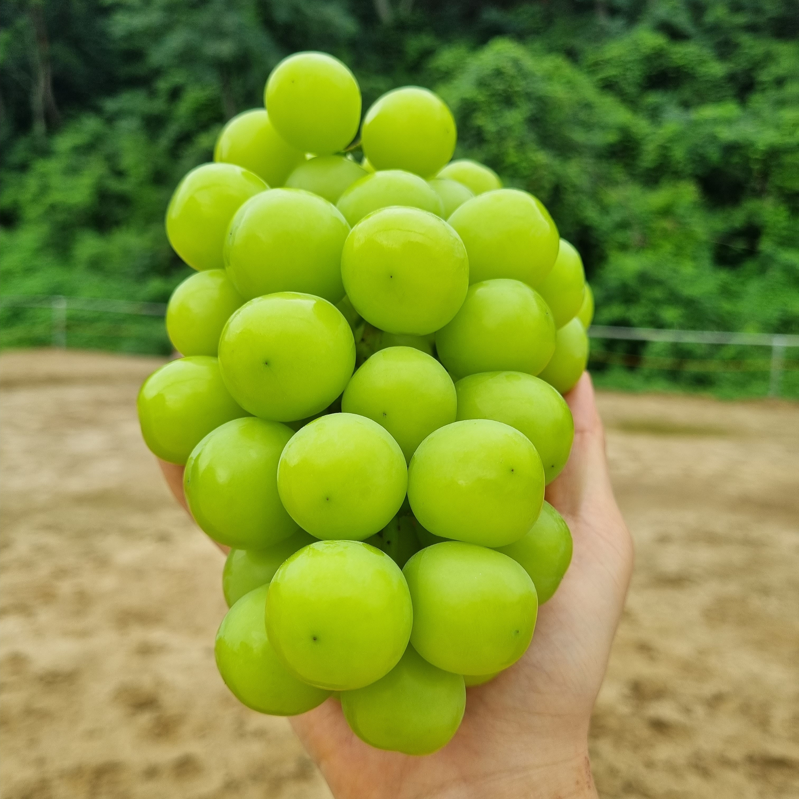 프리미엄 하우스 고당도 샤인머스켓 특품 가정용 1kg,2kg : 건행레시피