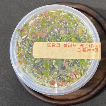 미크란테뭄sp, 로탈라 블러드 레드 묶음 세트 상품  (청영컵수초)/조직배양수초 무균수초 : 더 플랜츠맵