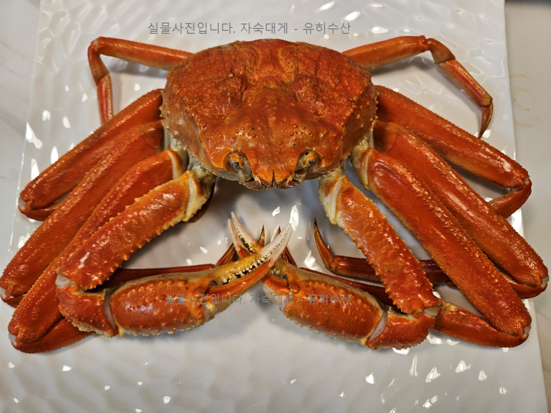 최상급 러시아 박달대게 3kg 대사이즈 : 유히수산 대게전문점