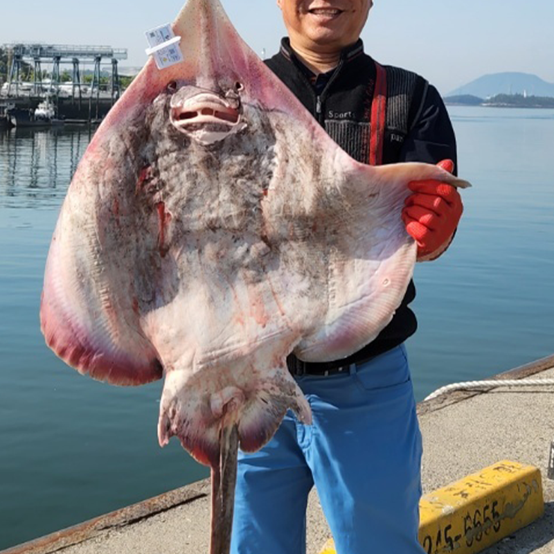 생생수산 흑산도 목포 홍어 국산 산지직송 홍어애 삭힌 : 나만의색깔