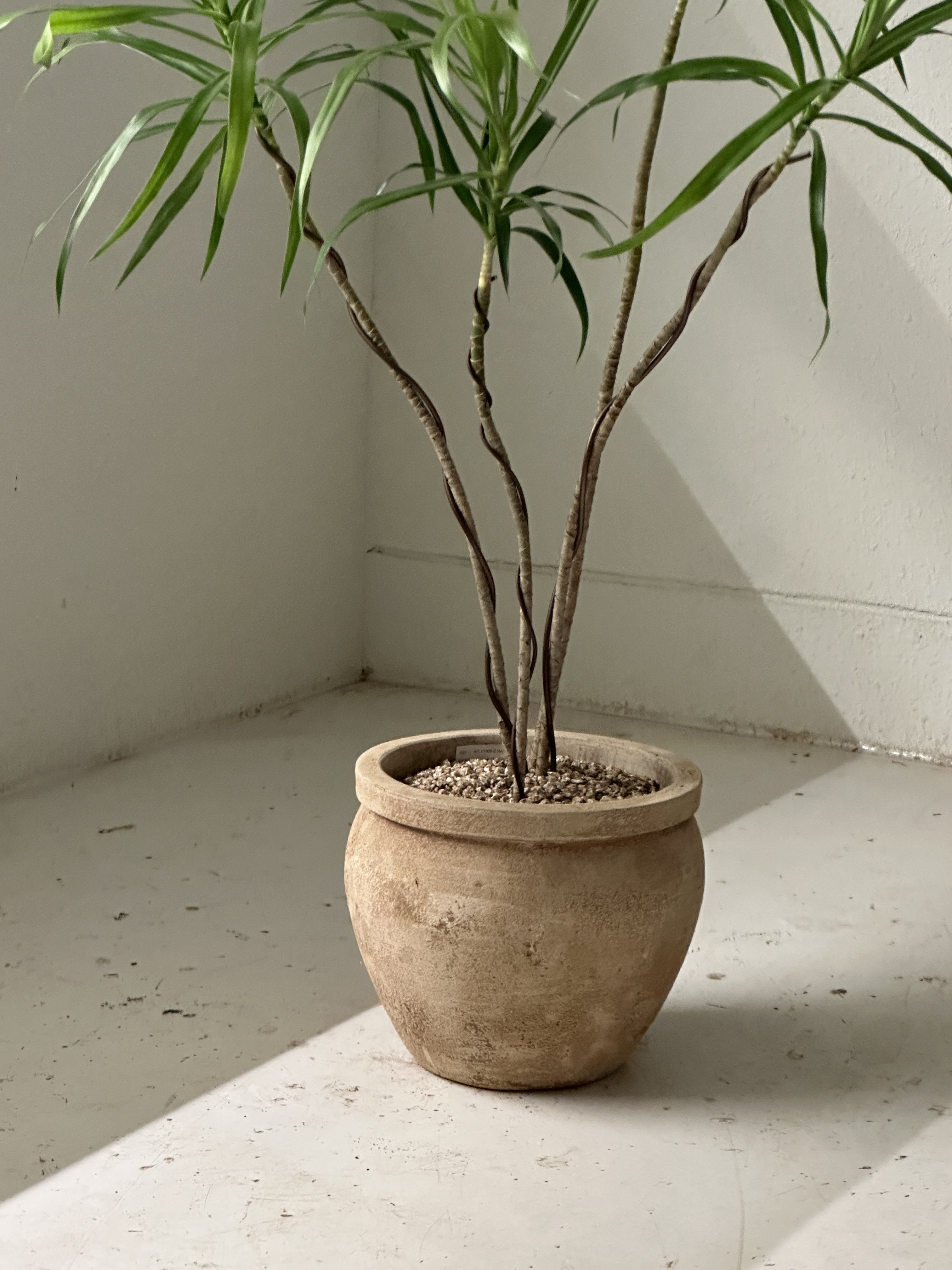 드라세나 자바 : deep garden