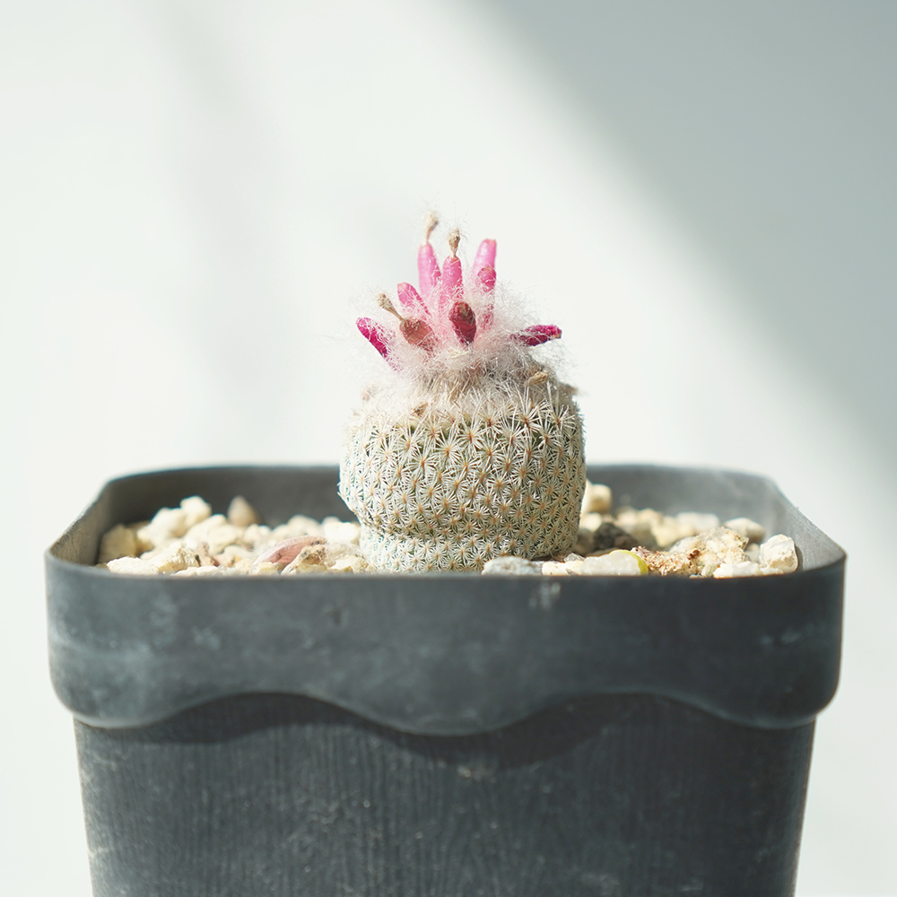월세계  Epithelantha micromeris 선인장 실생 : 안드로메다상점