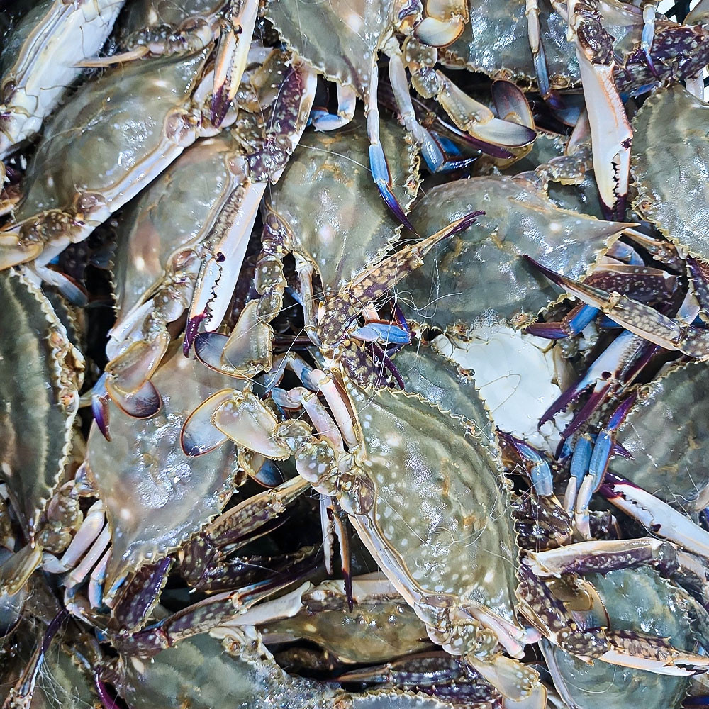 KS푸드 연평도 활 암꽃게 1kg(4-6미) , 빙장포장 제철 활꽃게 : KS푸드컴퍼니