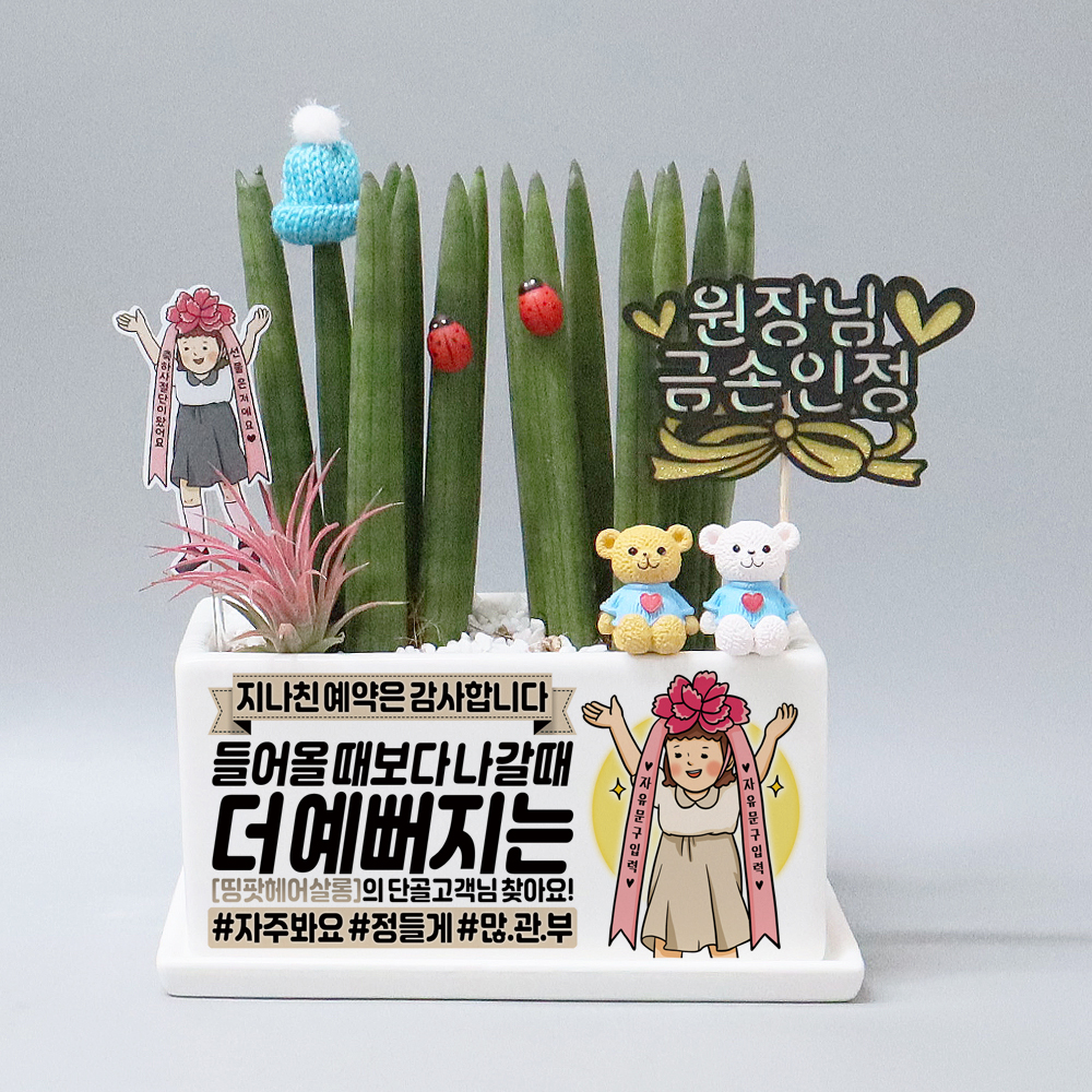 미용실개업선물 네일샵오픈선물 메세지화분 황군팩토리 황군작업실 스투키 공기정화식물 축하 : 띵팟