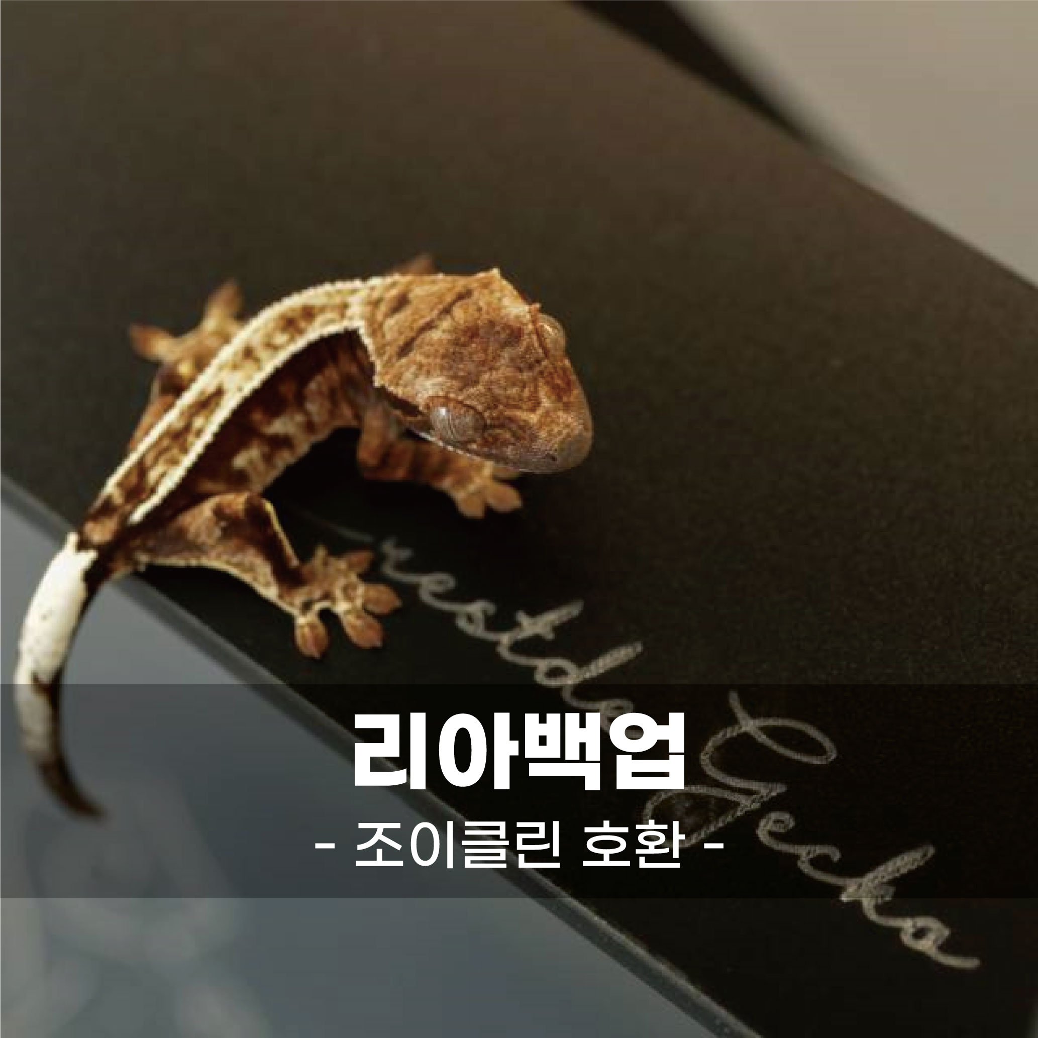리아백업 조이클린 호환 - 크레스티드게코 크레 도마뱀 아크릴백업 : carvemind