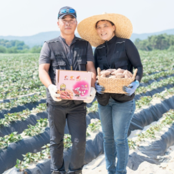 [여주능서농원] 고구마 3KG 꿀고구마 소담미 산지직송 호박 밤 : 여주능서농원고구마
