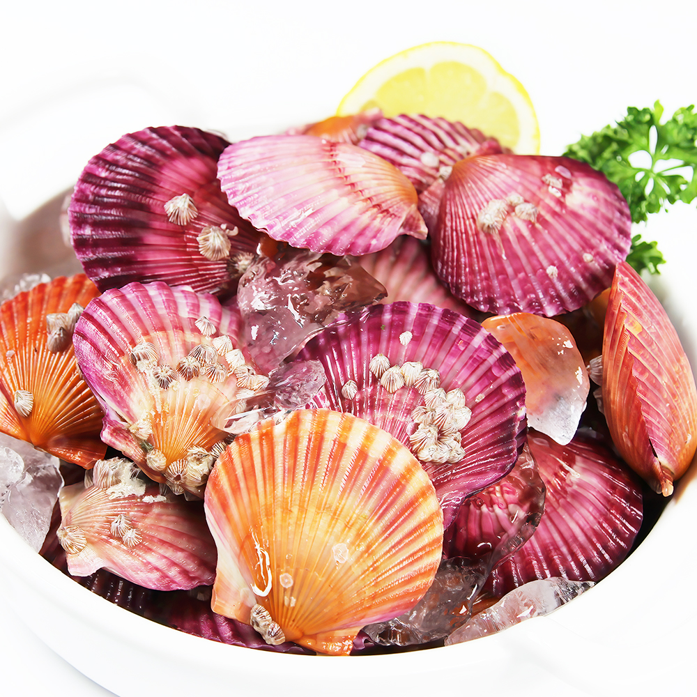 국산 당일조업 살통통 제철 홍가리비 1kg 통영직송 : 대성수산 신선수산물