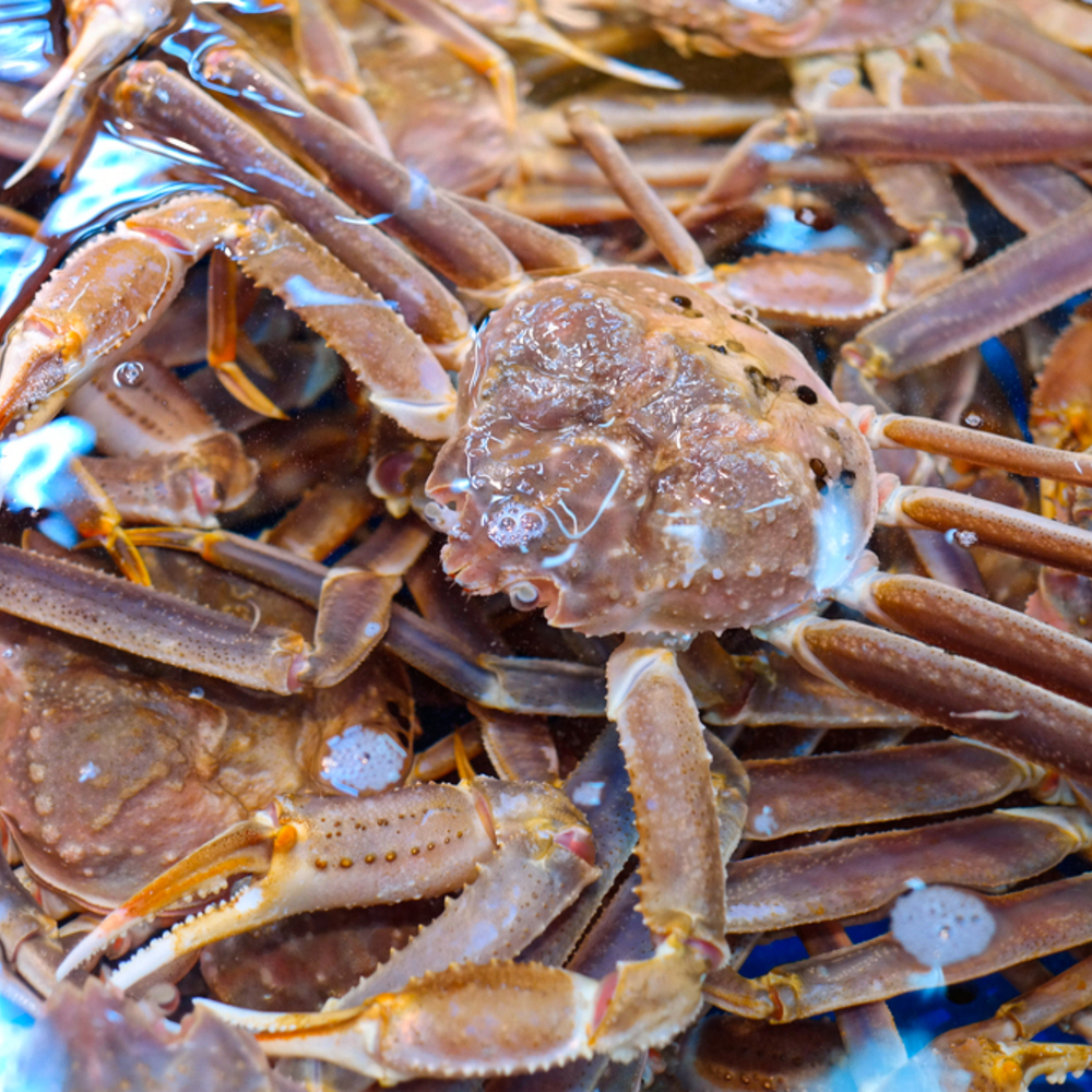 러시아 대게 2kg 3kg 4kg 5kg 6kg 러시아대게 자숙대게 마가단 : 골드씨