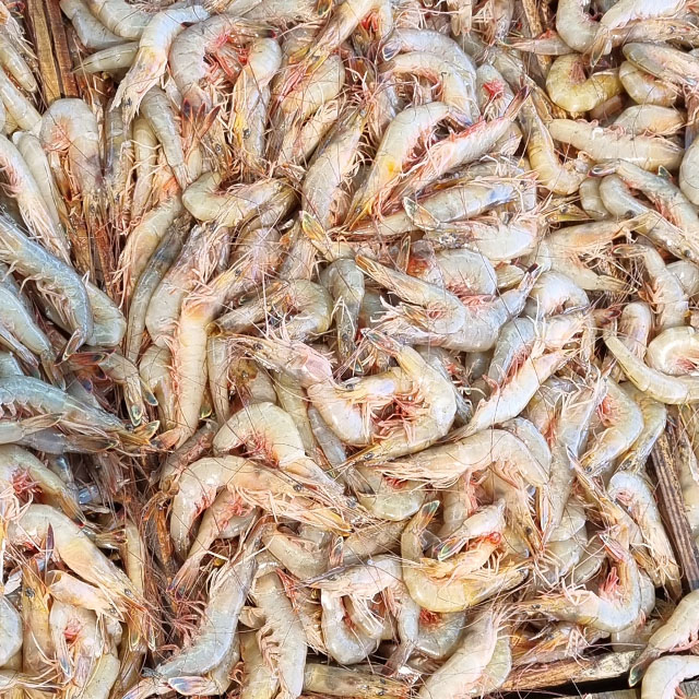 국산 신진도 새우 자연산 대하 암대하 1kg+1kg : 신진도수산