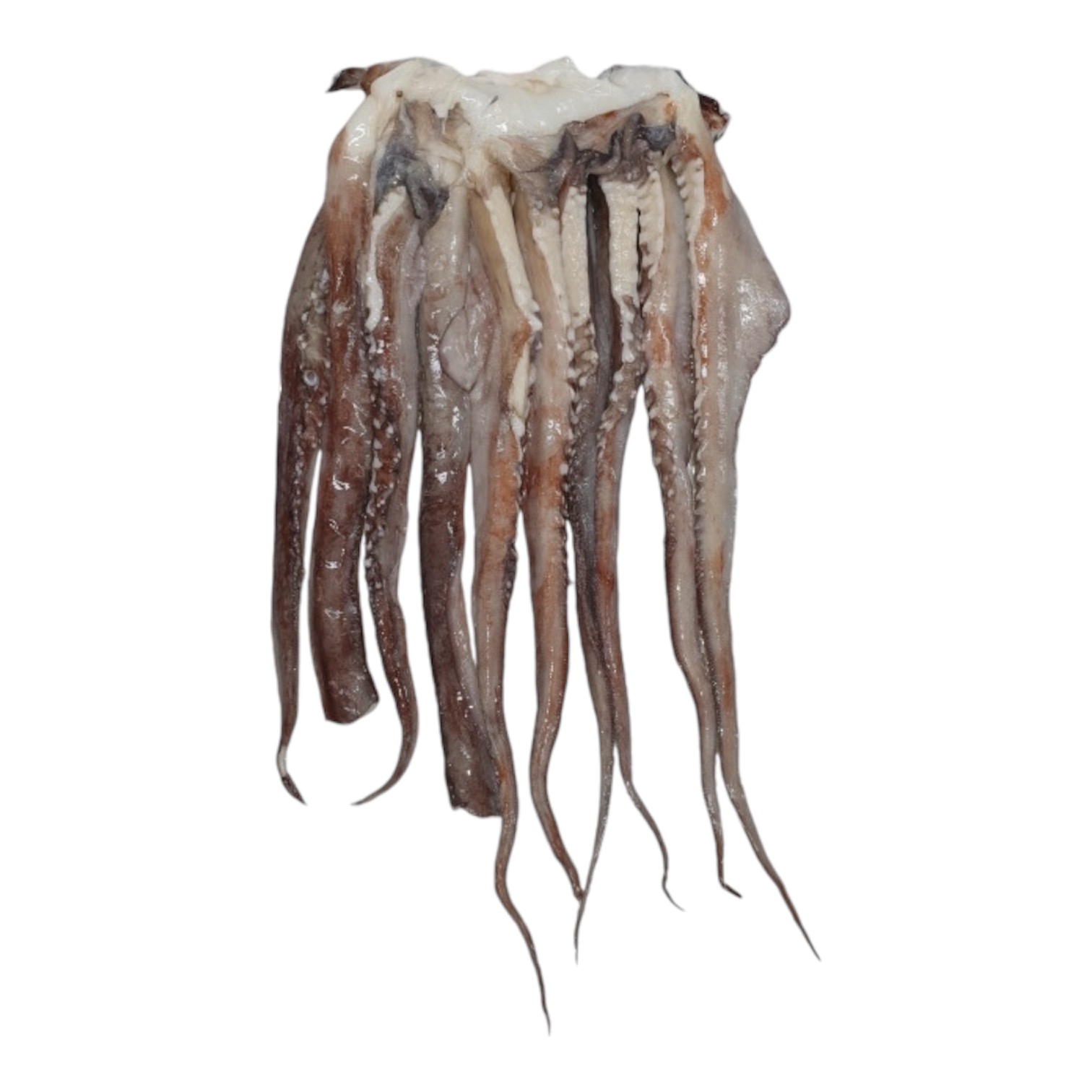 무라사키 대왕오징어단족 10Kg 가문어숙회 오징어튀김 타코야끼 온센 : 수산온마켓