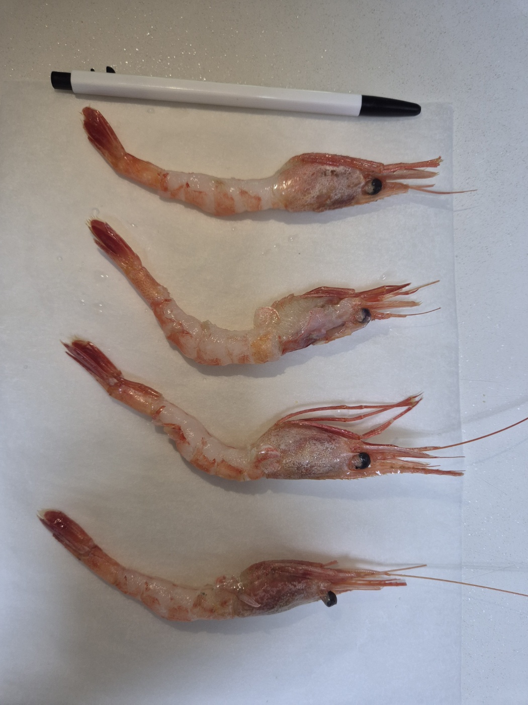 북방 도화새우 1kg : 해물파티다